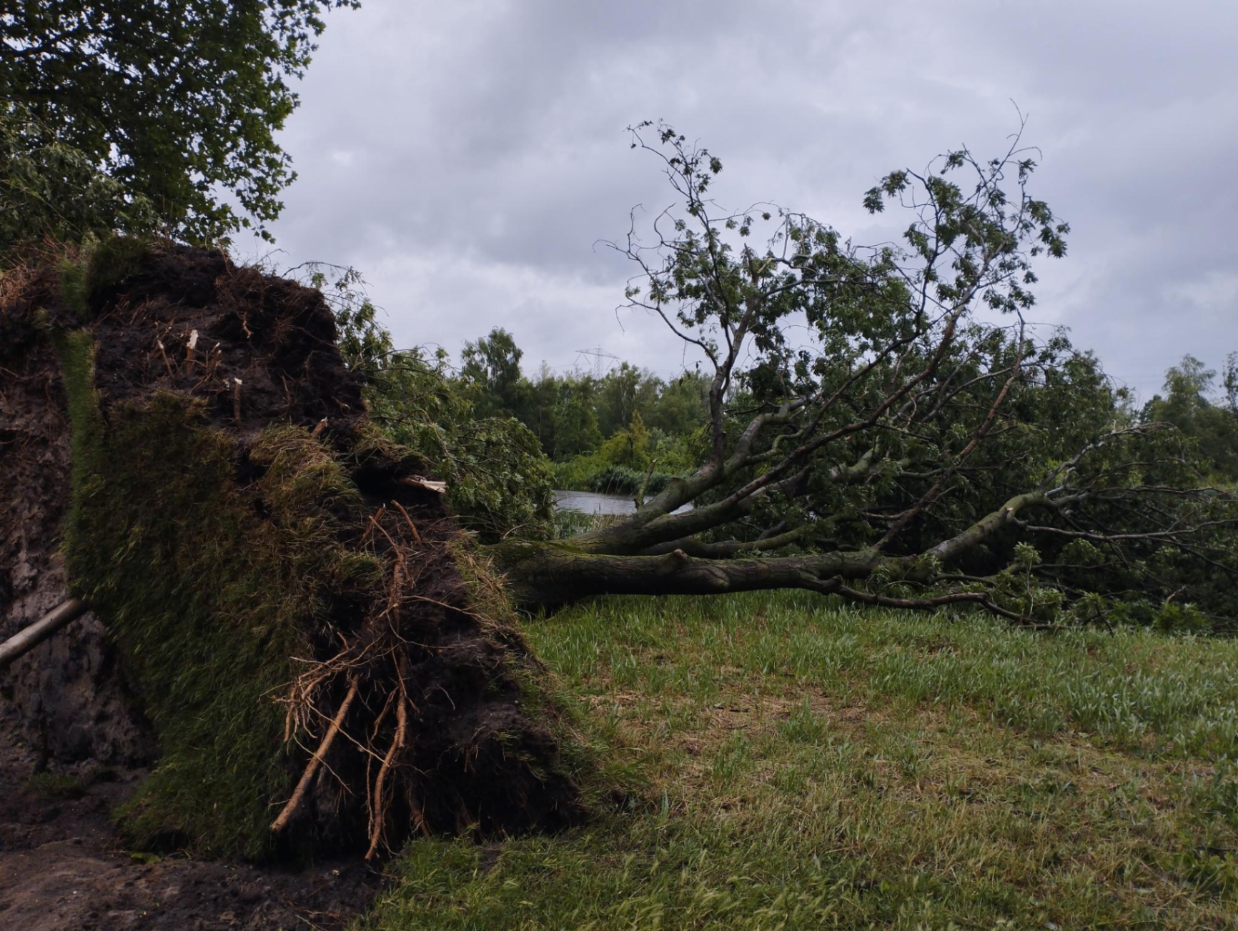 Ontwortelde boom in het gras na storm Poly, met opengescheurde kluit vol wortels tegen een grijze hemel