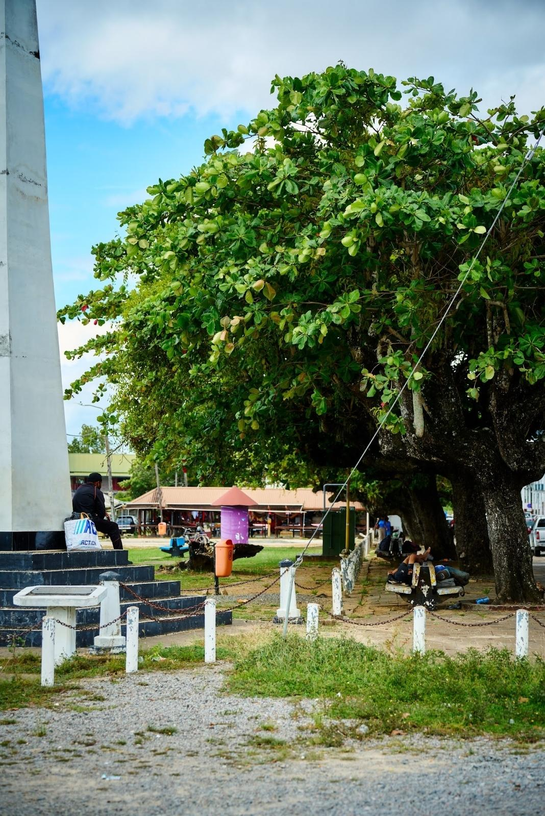 Waterkant Paramaribo overdag — grote boom met dakloze mensen die rusten op bankjes onder het gebladerte